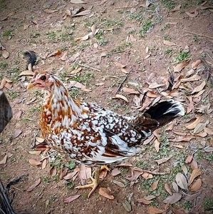 Meet your Posher, Randy